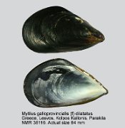 Mytilus galloprovincialis (f) dilatatus